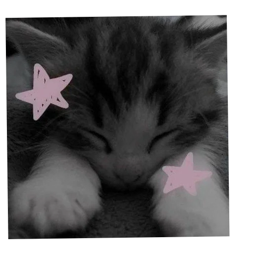 Котики и собачки - 