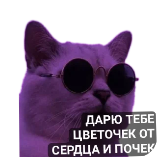 Sticker Котики и собачки - 7