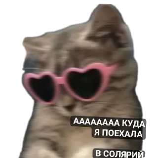 Sticker Котики и собачки - 4