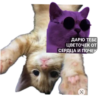 Sticker Котики и собачки - 11