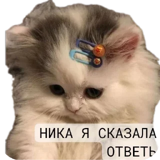 Sticker Котики и собачки - 5