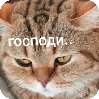 Sticker Чё делать будем?.. @MoiStikiBot - 10