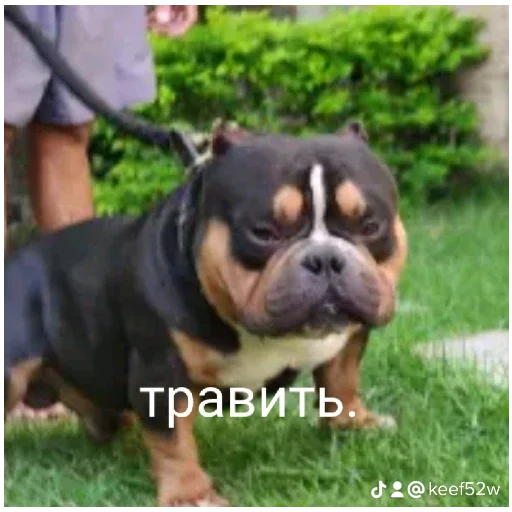 Travlya by @onelovveS - 