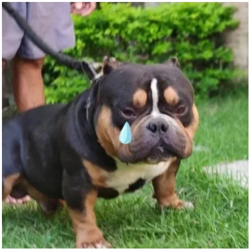 Sticker Wolodya9 - 1