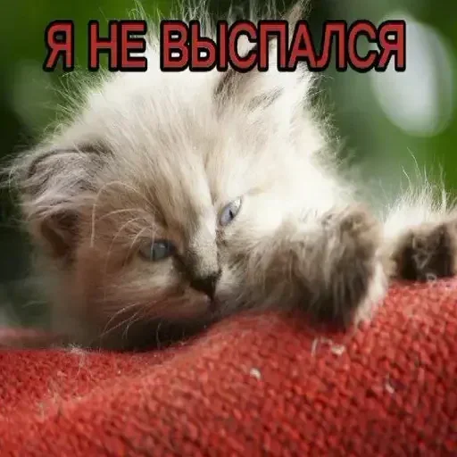 Стикер YGAhXXmTiBWvuBPp_by_stickers_stealer_bot - 1