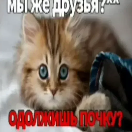 Стикер YGAhXXmTiBWvuBPp_by_stickers_stealer_bot - 1