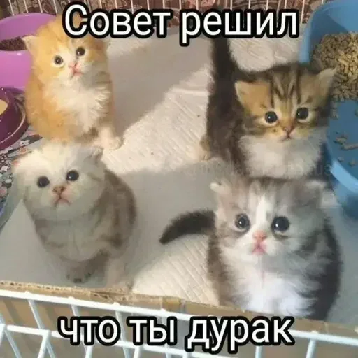 Стикер YGAhXXmTiBWvuBPp_by_stickers_stealer_bot - 1