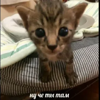 Sticker @sexstikkers - 1