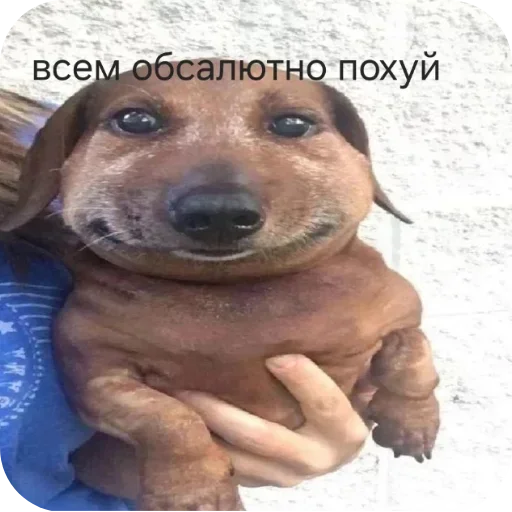 Стикер YNFpwjFJXLiP_by_stickers_stealer_bot - 1