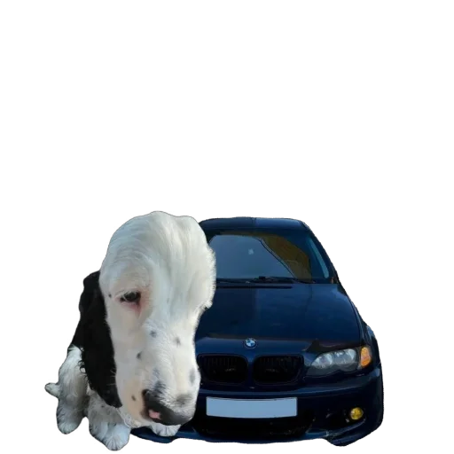 Sticker YoungBoyyyyssss - 1