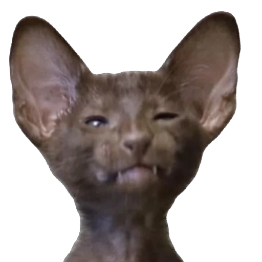 Стикер ZFpUHFdBJLcx_by_stqr_bot - 1