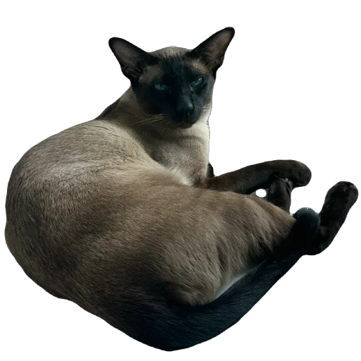 Sticker ZFpUHFdBJLcx_by_stqr_bot - 1