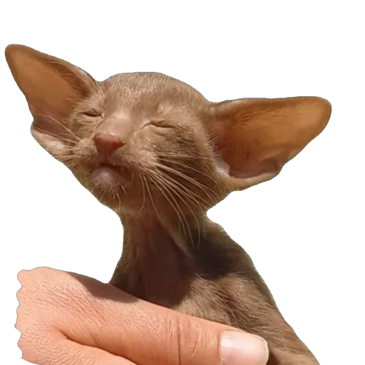 Стикер ZFpUHFdBJLcx_by_stqr_bot - 1