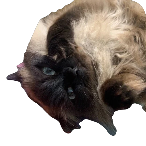 Стикер ZFpUHFdBJLcx_by_stqr_bot - 1