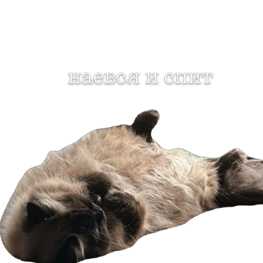 Стикер ZFpUHFdBJLcx_by_stqr_bot - 1