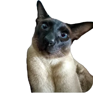 Стикер Syoma&Monya - 9