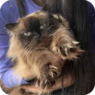 Стикер Syoma&Monya - 8