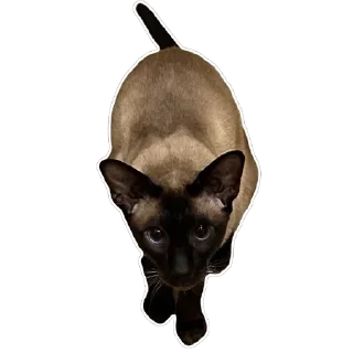 Стикер Syoma&Monya - 4