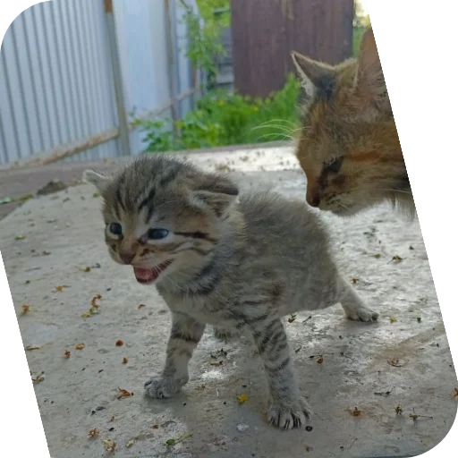 Жы шы пишы с буквой ض - 