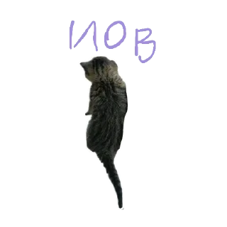 Sticker Жы шы пишы с буквой ض - 9