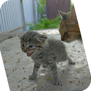 Sticker Жы шы пишы с буквой ض - 3