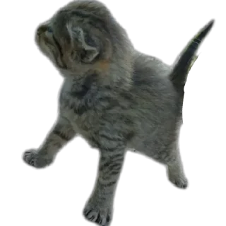 Sticker Жы шы пишы с буквой ض - 11