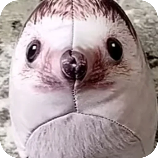 Sticker ZachemTySyudaNazhal - 1