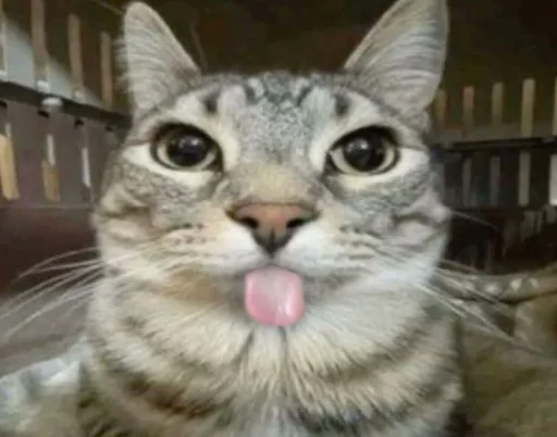 Sticker ZazuCatStickers_by_SozdaiStickeriBot - 1