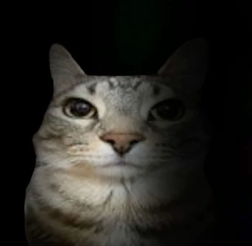 Sticker ZazuCatStickers_by_SozdaiStickeriBot - 1