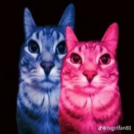 Стикер ZazuCatStickers_by_SozdaiStickeriBot - 1