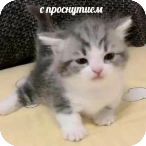 Sticker ZqzKnVwHhh_by_Sticker363728bot - 1