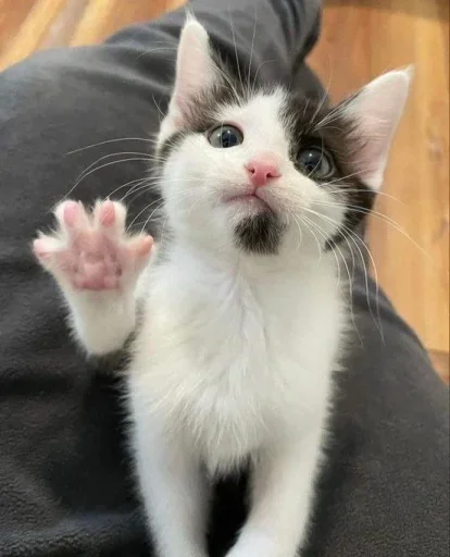 Китики @TgEmodziBot - 