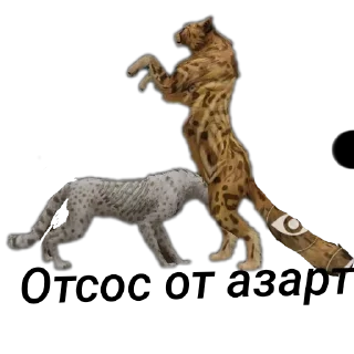 Sticker @huiesha соси хуй амина - 9