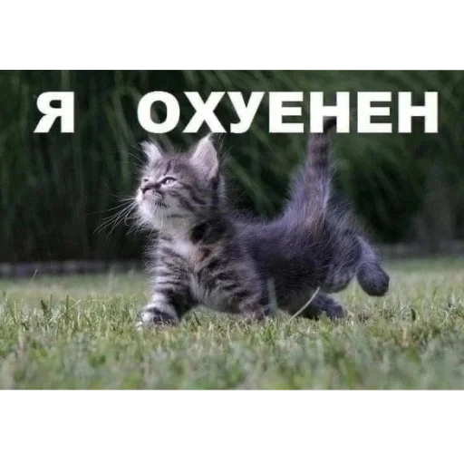 агро-коты🥀 : автор @ximelix : @qumips - 