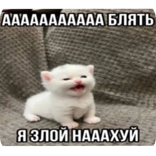 Sticker agressivnyekoty9 - 1