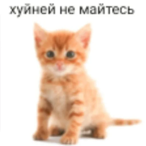 Sticker agressivnyekoty9 - 1