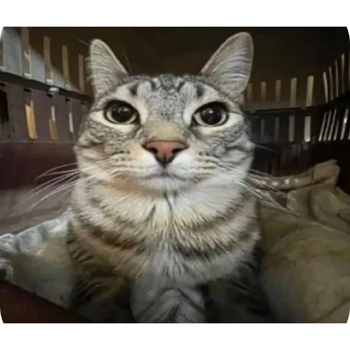 Sticker agressivnyekoty9 - 1