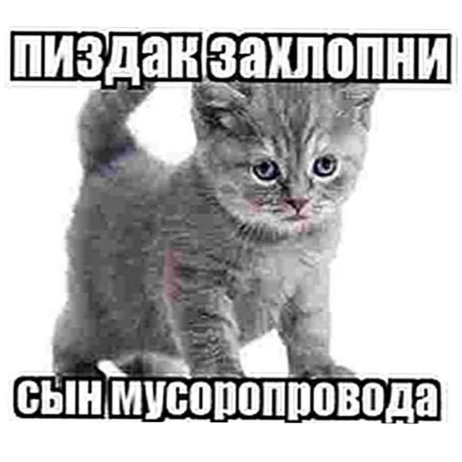 Sticker agressivnyekoty9 - 1