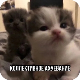 Sticker агро-коты🥀 : автор @ximelix : @qumips - 10