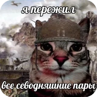 Sticker агро-коты🥀 : автор @ximelix : @qumips - 4