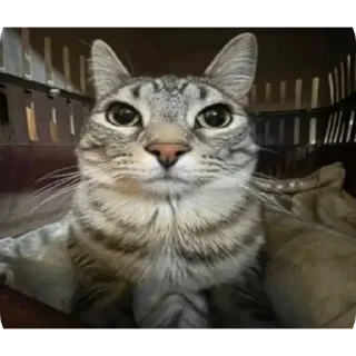 Sticker агро-коты🥀 : автор @ximelix : @qumips - 2