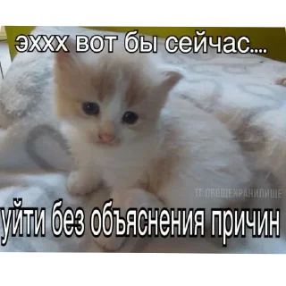 Sticker агро-коты🥀 : автор @ximelix : @qumips - 6