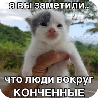 Sticker агро-коты🥀 : автор @ximelix : @qumips - 5