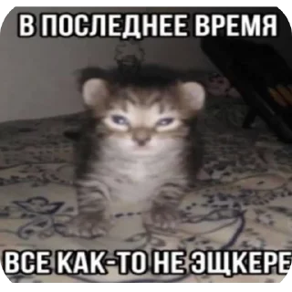 Sticker агро-коты🥀 : автор @ximelix : @qumips - 11