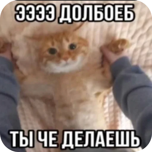 Sticker alahbabah41 - 1