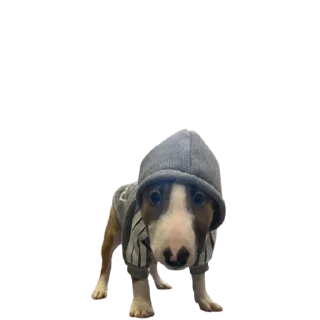 Sticker primostick - 2