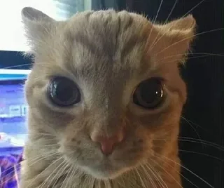 Sticker primostick - 3