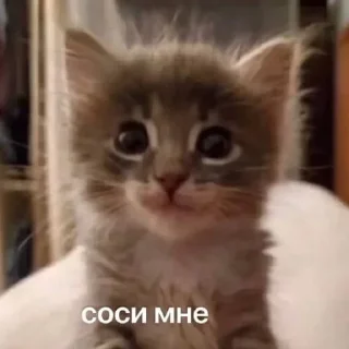 Sticker аня некоаркова @TgEmodziBot - 4