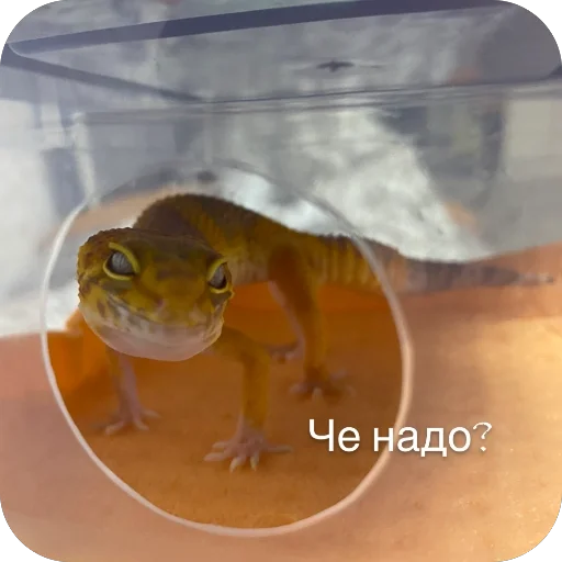 Стикер asta_b4915_by_TgEmodziBot - 1