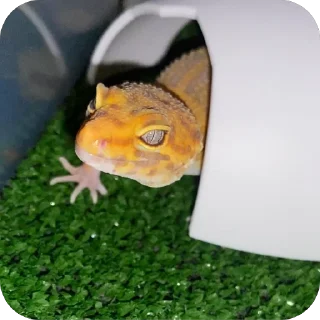 Sticker Аста @TgEmodziBot - 8